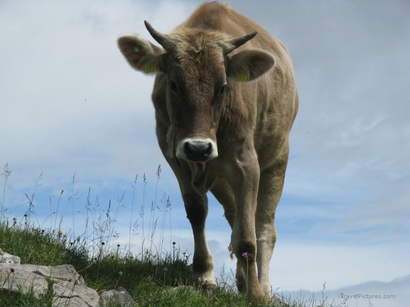 cow