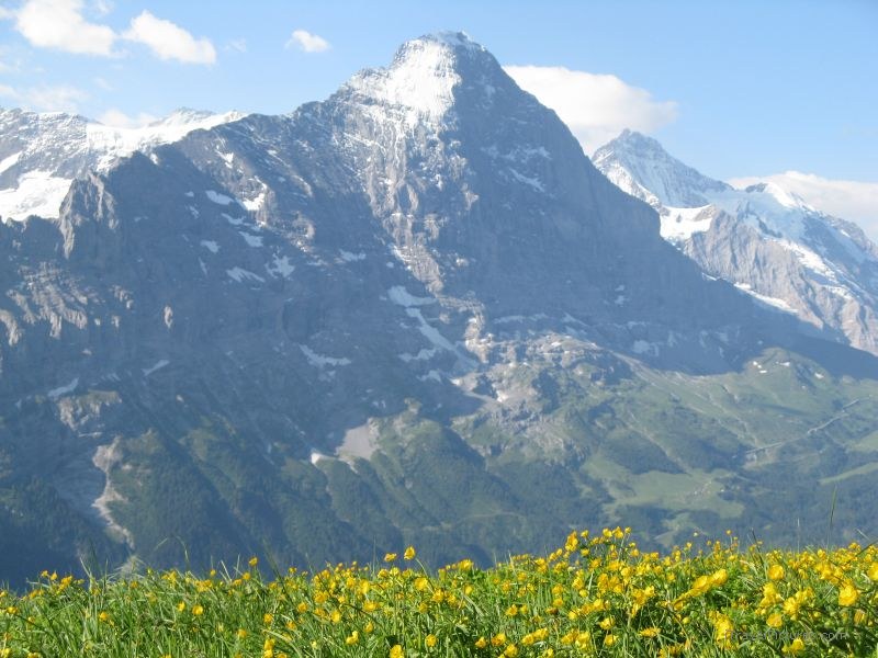 Grindelwald Eiger mountain flower flowers