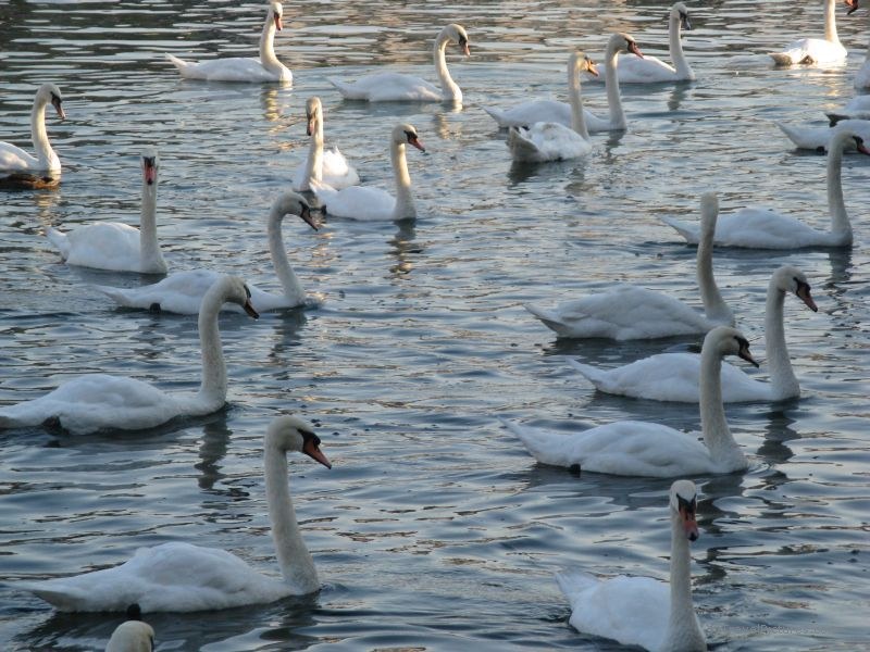 Lucerne Swan birds bird