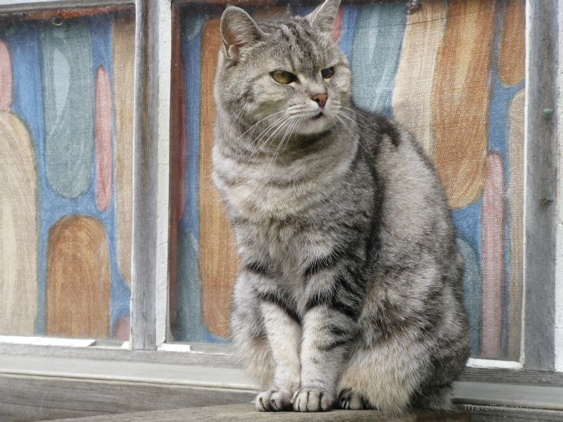 Grindelwald cat