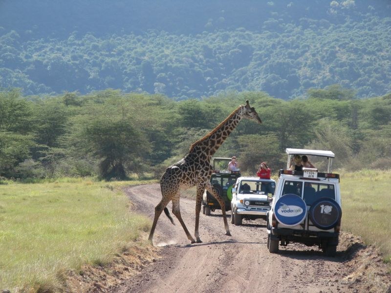 giraffe manyara national park truck trucks road