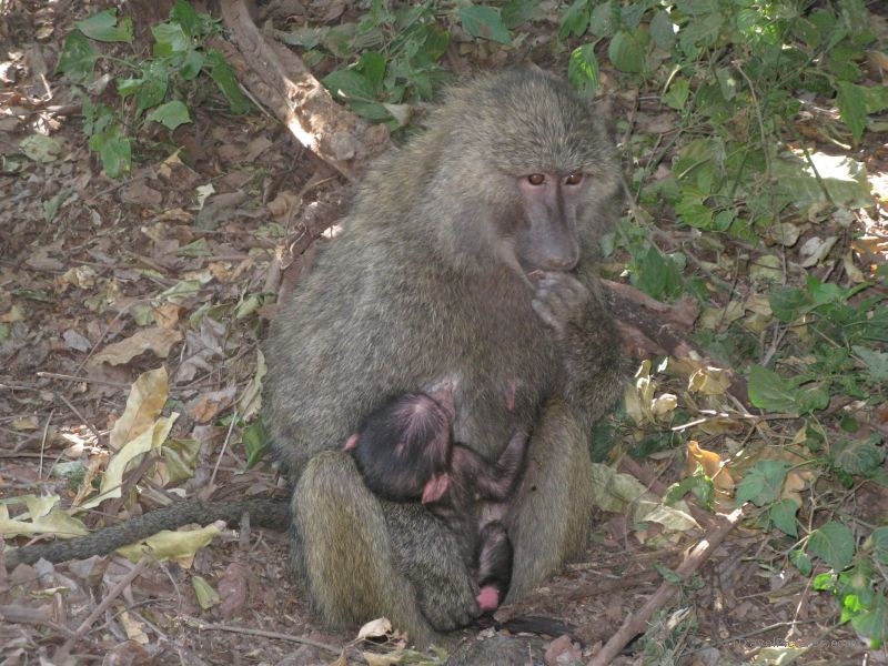 Baboon baby drinking breastfeeding
