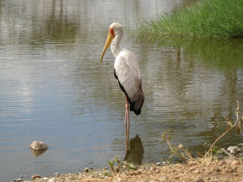 bird pond serengeti national park