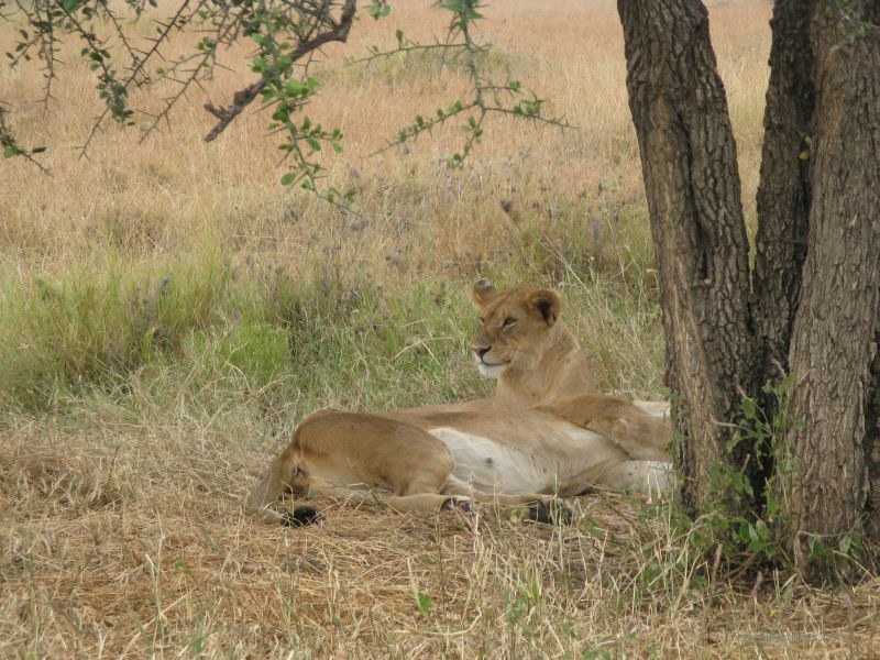lions lion lying shade serengeti national park