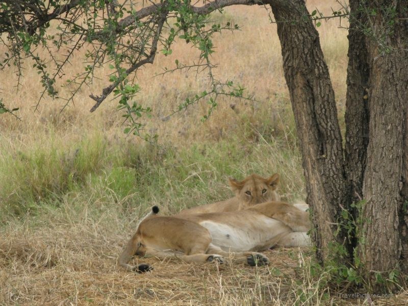 lions lion shade serengeti national park lying