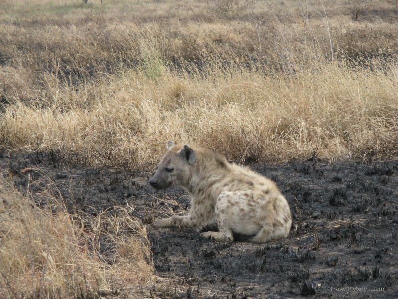 hyena serengeti national park