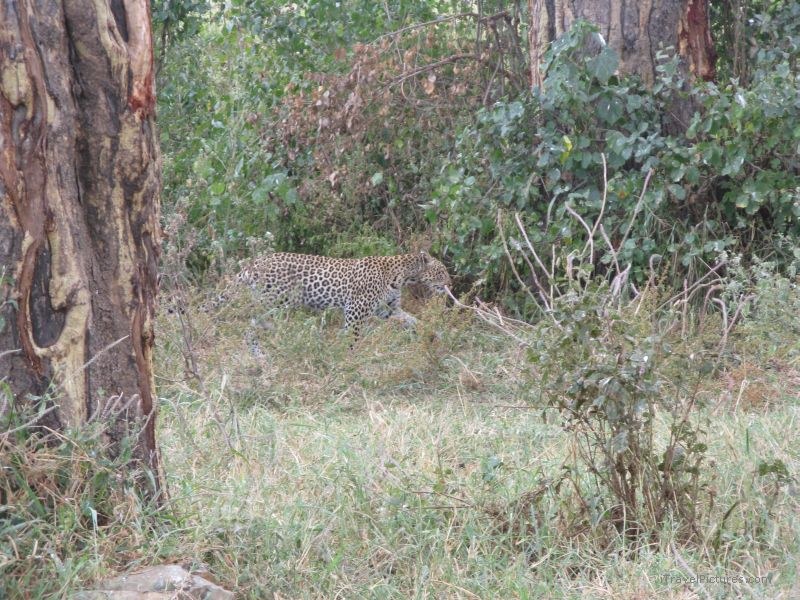 leopard serengeti national park