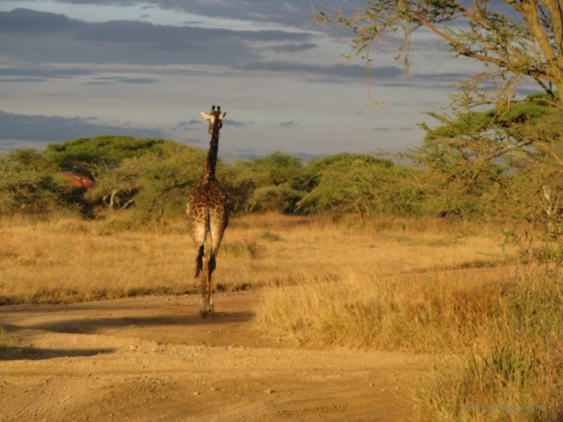 giraffe road serengeti national park