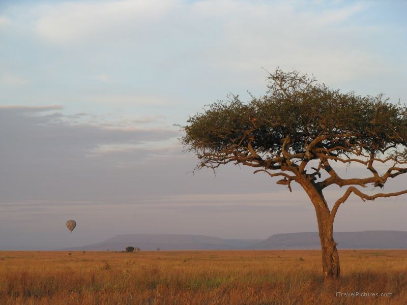 hot air balloons morning serengeti national park tree