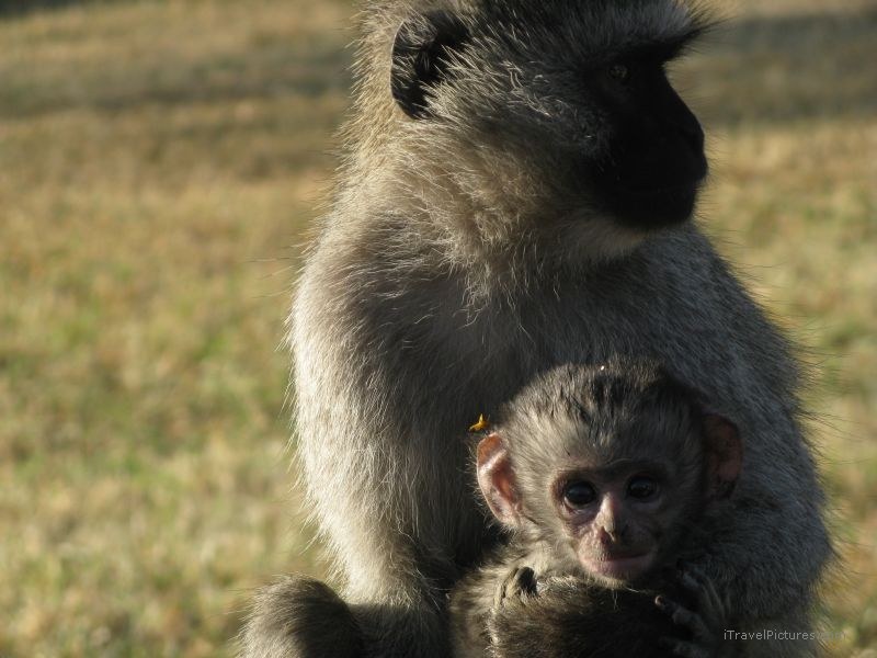 vervet monkeys monkey baby  holding serengeti national park