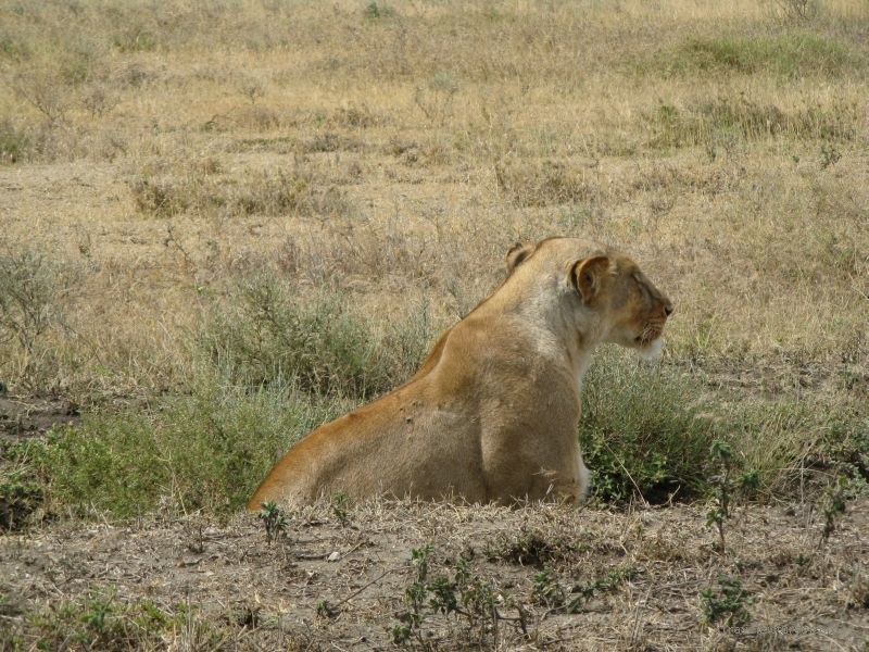 lion serengeti national park