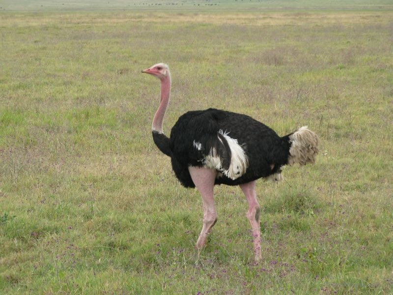 ostrich Ngorongoro national park