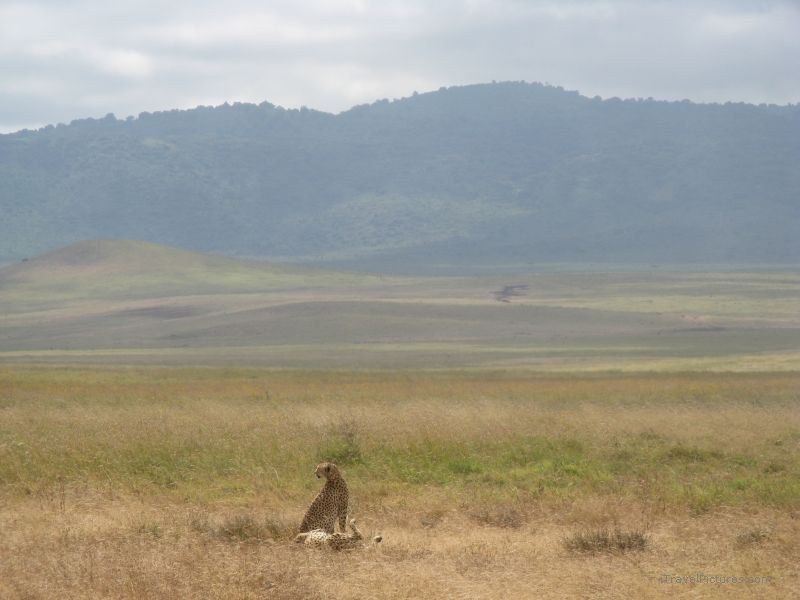 Cheetah cheetahs Ngorongoro national park grass