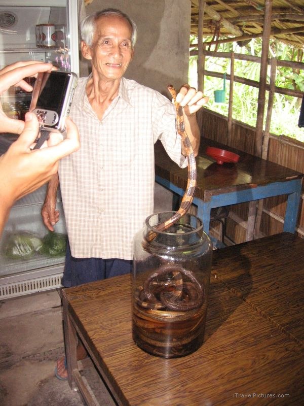 Can Tho snake wine drink man
