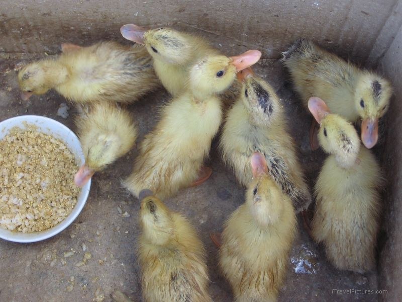 duckling duck sapa baby